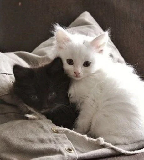 Sticker TrainAssayBangs_by_fStikBot - 1