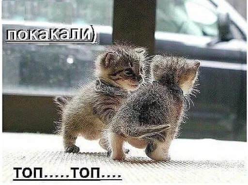 Стикер 7etsuy.a :: @fStikBot - 11