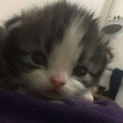 Стикер 7etsuy.a :: @fStikBot - 6