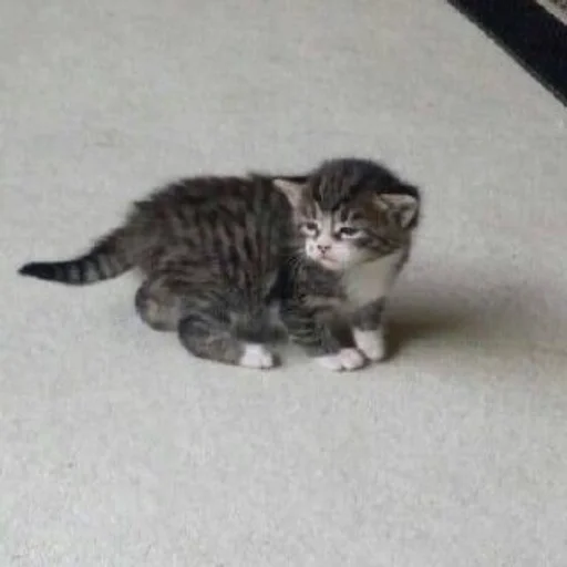 Стикер 7etsuy.a :: @fStikBot - 4