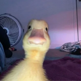 Sticker Trending Memes by @UzRekordlar - 9