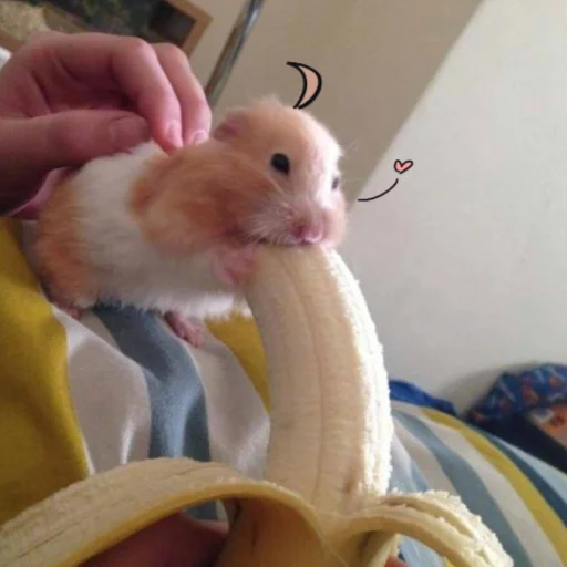 hamster animal mammal