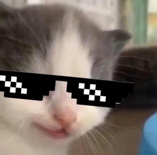 small to medium-sized cats whiskers felidae