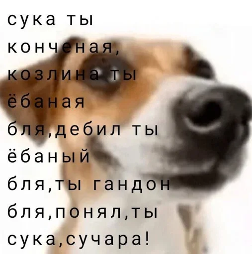 СМС собака животное