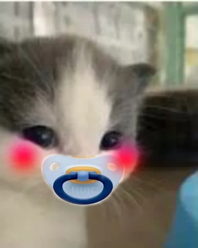 small to medium-sized cats felidae kitten