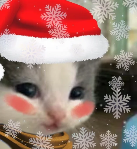 small to medium-sized cats cat christmas