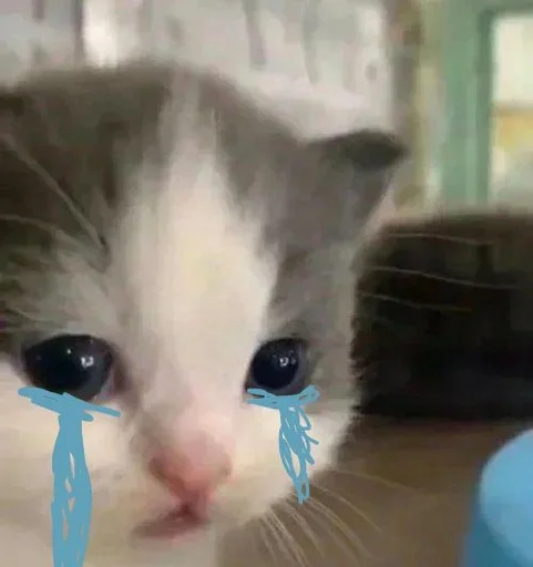 cat mammal small to medium-sized cats