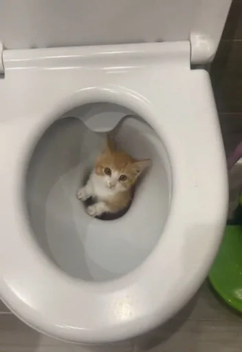 toilet indoor cat