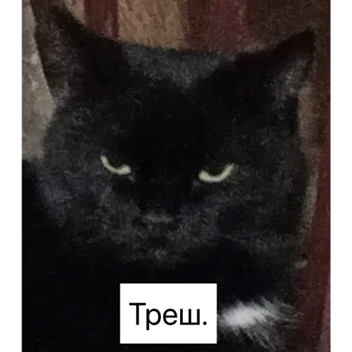 animal mammal small to medium-sized cats