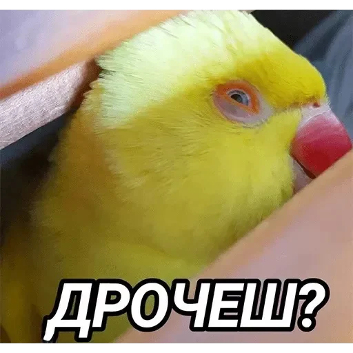 Sticker TriLadoshki - 1