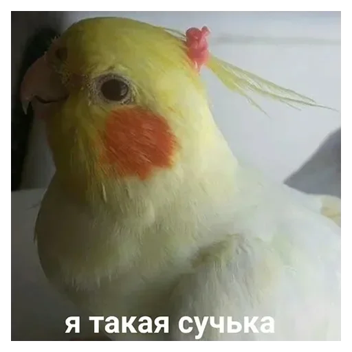 Стикер TriLadoshki - 1