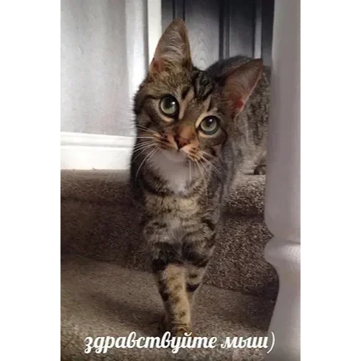 Sticker TriLadoshki - 1