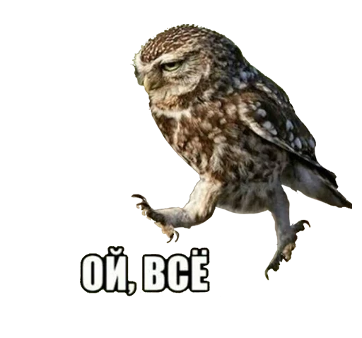 bird of prey animal bird