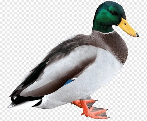 Стикер Утка :: @fStikBot - 0