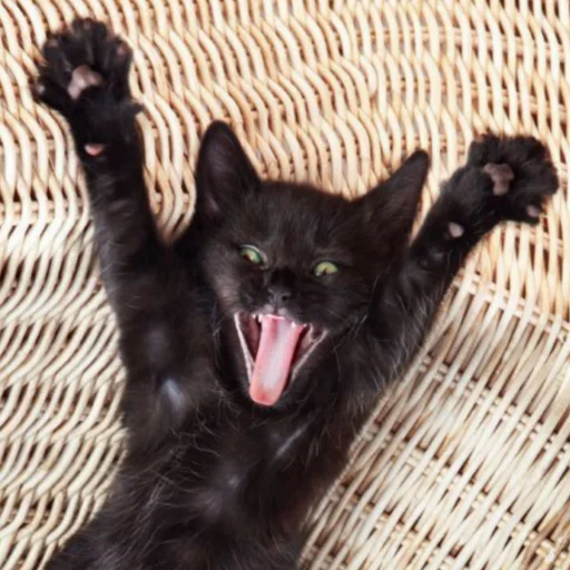 Sticker Чёрные китики)) - 11