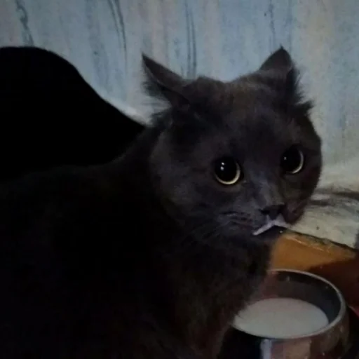 Sticker Чёрные китики)) - 10