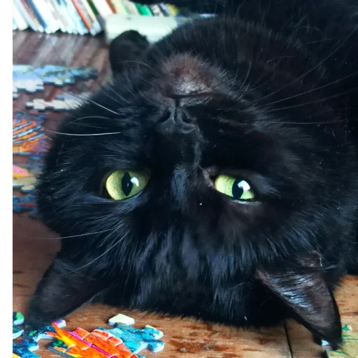 Sticker Чёрные китики)) - 9