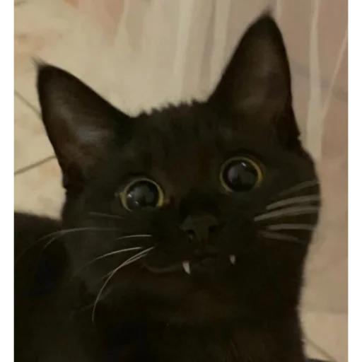 Sticker Чёрные китики)) - 7