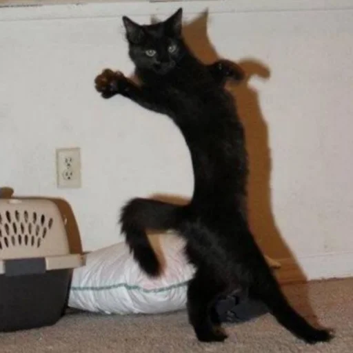 Sticker Чёрные китики)) - 6