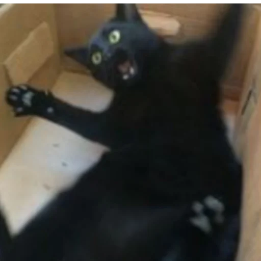 Sticker Чёрные китики)) - 5