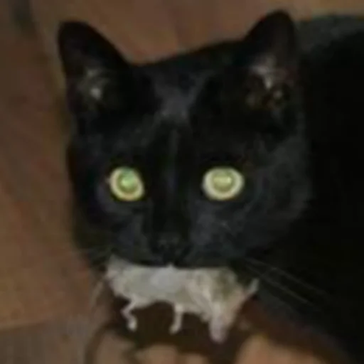 Sticker Чёрные китики)) - 3