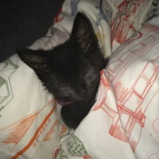 Sticker Чёрные китики)) - 2