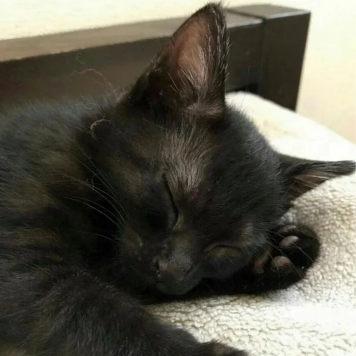 Sticker Чёрные китики)) - 1