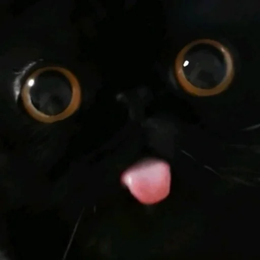 Sticker Чёрные китики)) - 0