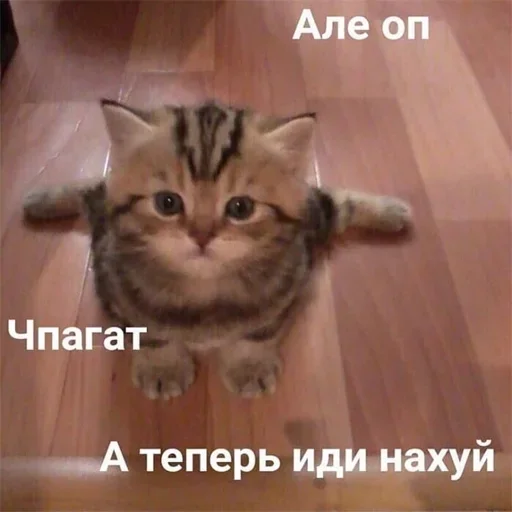 кошка домашняя кошка млекопитающее