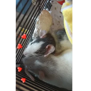 Стикер Tuctuctuc - 8