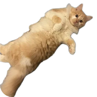 Стикер Tuctuctuc - 4