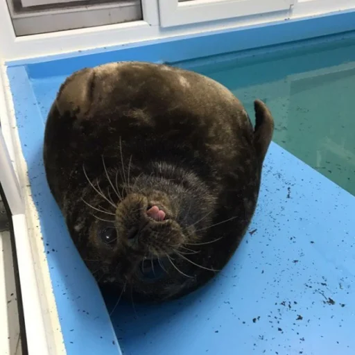 НЕРПЫ и не тока ОТ @irnykomar - 