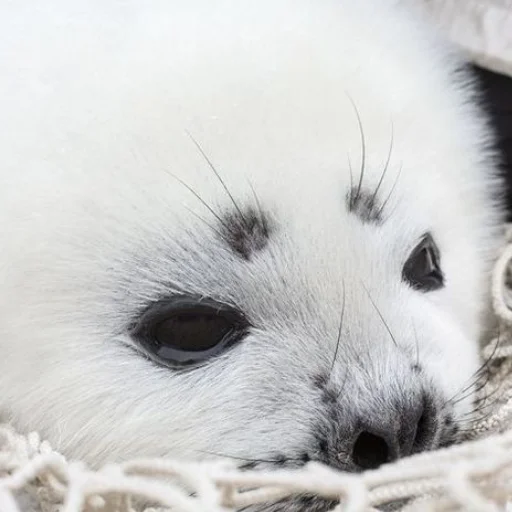 Sticker Tuleniotirnykomar - 1