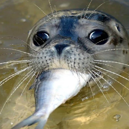 Sticker Tuleniotirnykomar - 1