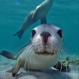 Стикер НЕРПЫ и не тока ОТ @irnykomar - 9