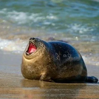 Стикер НЕРПЫ и не тока ОТ @irnykomar - 0