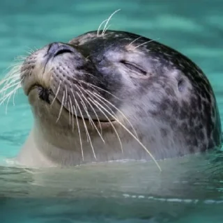 Стикер НЕРПЫ и не тока ОТ @irnykomar - 7