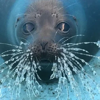 Стикер НЕРПЫ и не тока ОТ @irnykomar - 6