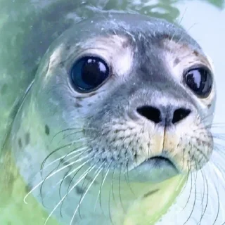 Стикер НЕРПЫ и не тока ОТ @irnykomar - 8