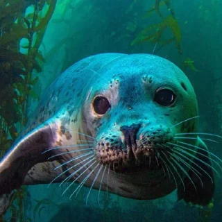 Стикер НЕРПЫ и не тока ОТ @irnykomar - 10