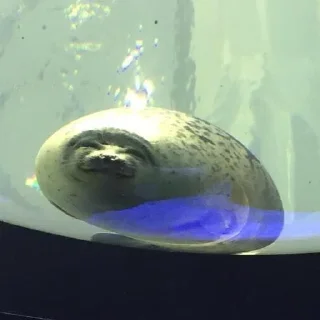 Стикер НЕРПЫ и не тока ОТ @irnykomar - 2