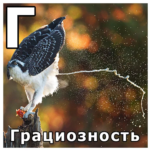 животное птица хищная птица