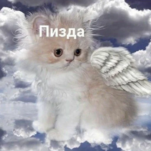 катюшкины - СМС