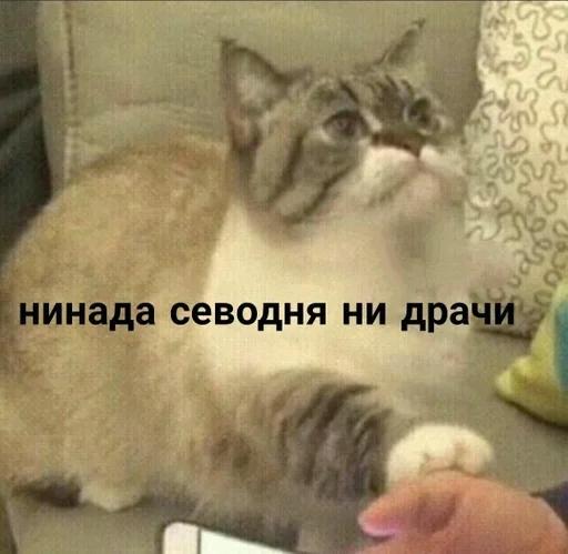 млекопитающее животное кошка