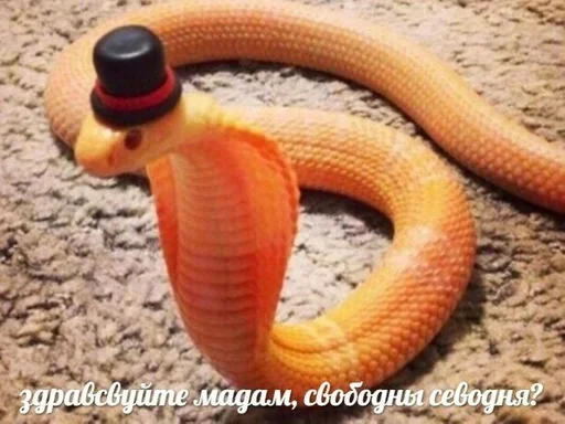 животное млекопитающее пресмыкающееся