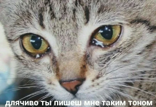 животное млекопитающее кошка