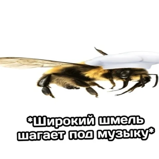 Sticker TupyeFotki3 - 1