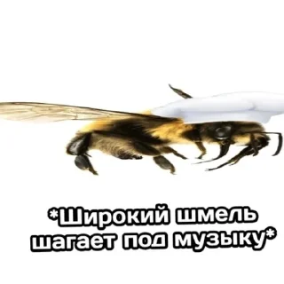 Стикер тупые пикчи - 1