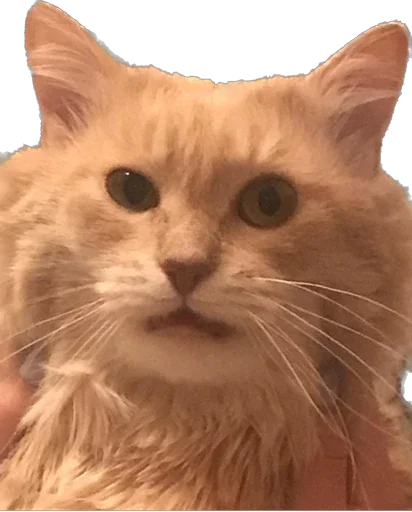 Стикер Turboscat - 1