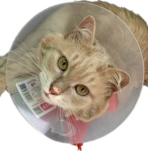 Стикер Turboscat - 1